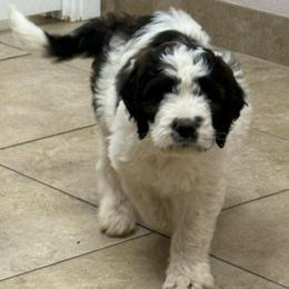 Girl 6- Treasure - Black and white female Saint Berdoodle puppy in San Antonio, Texas from Mammoth Doodles