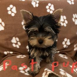 Yorkshire Terrier Puppies from Kathy's Yorkies