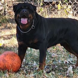 Chicco - Rottweiler