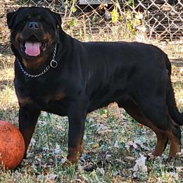 Chicco - Rottweiler