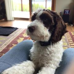 Springerdoodle All Grown Up from Just Doodling