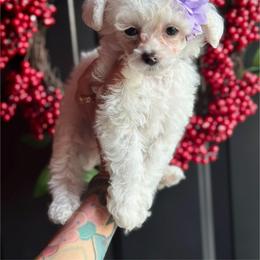 Hope - White female Poodle puppy in Adolphus, Kentucky from Deerly Poodles