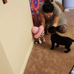 Golden Retriever and Labrador Retriever Puppies from Sutter Bay Retrievers