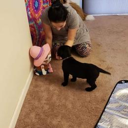 Golden Retriever and Labrador Retriever Puppies from Sutter Bay Retrievers
