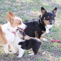Pembroke Welsh Corgis from Georgia Corgis of the Westwood Realm