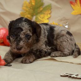 Chocolate merle boy - Merle male Labradoodle puppy in Colonial Beach, Virginia from Bristol Mine Kennels