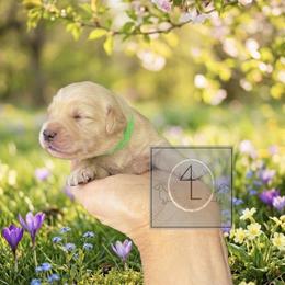 Maverick - CKC Registered :: Green - Cream male Dachshund puppy in Erick, Oklahoma from 4-L Backyard Dach