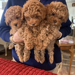Maltipoo Puppies from Ollie-Pop Paws Breeding