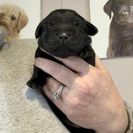 Zoloft - Black female Labrador Retriever puppy in South Lyon, Michigan from Matoskah Meadows Labradors