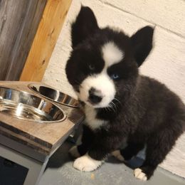 Zero - Black and white male Siberian Husky puppy in Porter Corners, New York from Gemstone Huskys