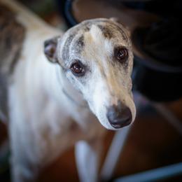 Whippet All Grown Up from PyneTree Whippets