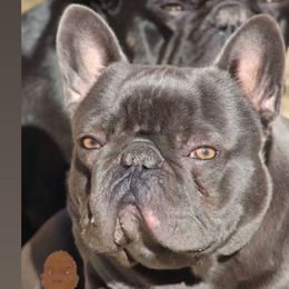 Deebo - French Bulldog