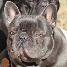 Deebo - French Bulldog