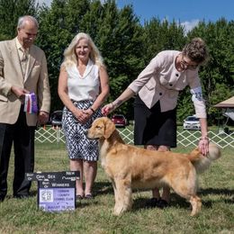 Golden Retriever Puppies from Champagne Goldens