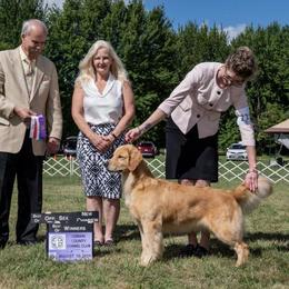 Golden Retriever Puppies from Champagne Goldens