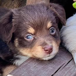 Toy Australian Shepherd Puppies from Kickapoo Creek Toy Aussies