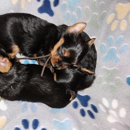 Yorkshire Terrier Puppies from Little Yorkie World Texas