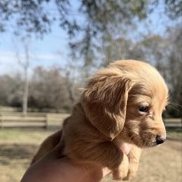 Hazel - Red female Dachshund puppy in Lufkin, Texas from Dixie Chic Frenchies , Dachshunds & Poodles