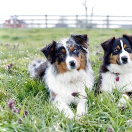 Australian Shepherds from Winner Aussies