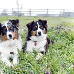 Australian Shepherds from Winner Aussies