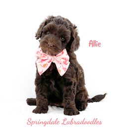 Allie - Chocolate female Australian Labradoodle puppy in Greensboro, North Carolina from Springdale Australian Labradoodles