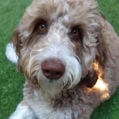 Bernedoodles, Bordoodles, and Poodles from Pacific Northwest Doodles