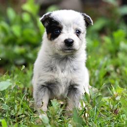 -Girl 6 - Blue mottled female Australian Cattle Dog puppy in Kaufman, Texas from Emberwick Ranch