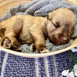 Miniature Schnauzer Puppies from Schnauzers on Robinson Lane