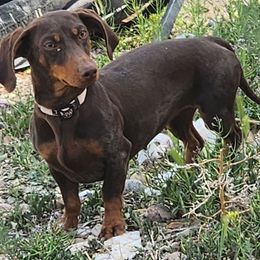Lola - Dachshund