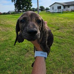 Sara - Brindle female Dachshund puppy in Stillwater, Oklahoma from Shade Tree Dachshunds