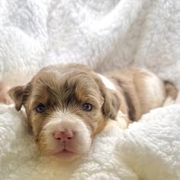 Skye - Red merle female Assorted Doodle Crosses puppy in Waco, Georgia from Huff Family Doxies & Doodles