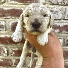 Goldendoodle Puppies from Lipscomb Doodles