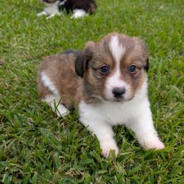 Tallahassee - Sable female Pembroke Welsh Corgi puppy in Bridge City, Texas from Disco Corgis
