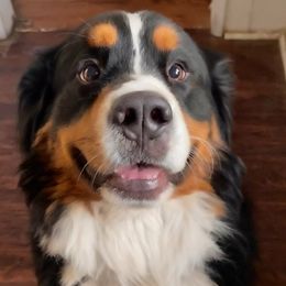 Kuma - Bernese Mountain Dog