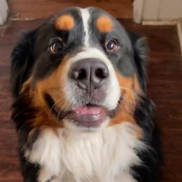 Kuma - Bernese Mountain Dog