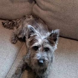 Lola - Cairn Terrier