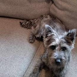 Lola - Cairn Terrier