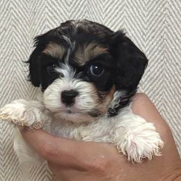 Poppy - Tri-color female Cavachon puppy in Awendaw, South Carolina from LierChonPoo