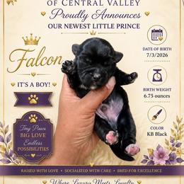 Falcon - Black and gold male Yorkshire Terrier puppy in Patterson, California from Luxe Yorkies of Central Valley