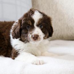 Flora - Red tri-color female Aussiedoodle puppy in Salem, Utah from Go West Mini Aussies