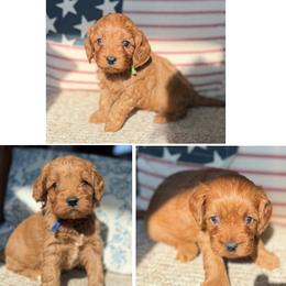 F1 Cavapoo - Boy 2 Selection - Red male Cavapoo puppy in Pleasant Hill, Iowa from Harvest Creek