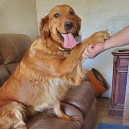 Red Dog - Golden Retriever