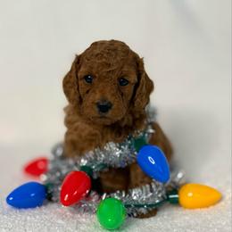 Purple collar - Red  female Goldendoodle puppy in Monrovia, California from Fancy Paws Inc