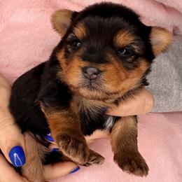 Vera - Black and tan female Yorkshire Terrier puppy in West Fargo, North Dakota from A Yorkie Tale