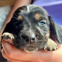 Female 4 - Black brown and white female Basset Hound puppy in Lindley, New York from Hill Top Basset Hounds & Cane Corso
