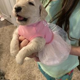 Cockapoo and Goldendoodle Puppies from Capital Doodles