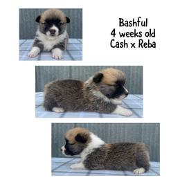 Bashful - Red male Pembroke Welsh Corgi puppy in Stephenville, Texas from Rising JM Pembrokes