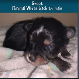 Miniature Australian Shepherd Puppies from Cockburn’s Toy and Mini Australian Shepherds