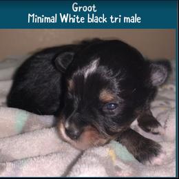 Miniature Australian Shepherd Puppies from Cockburn’s Toy and Mini Australian Shepherds