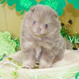Pomeranian Puppies from The Pom farm